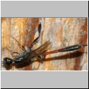 Gasteruption jaculator - Gichtwespe w01a 15mm - OS-Insektenhotel det.jpg